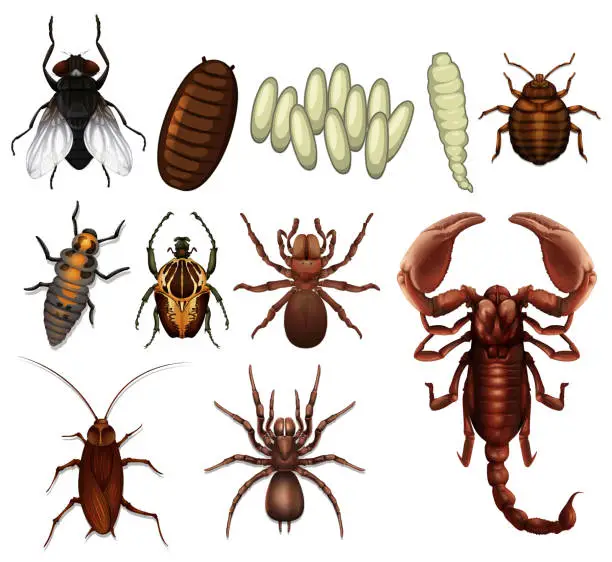 Vector illustration of A Set of Insect