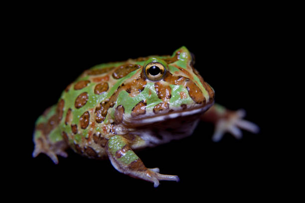 istock The chachoan horned frog isolated on black 996832780