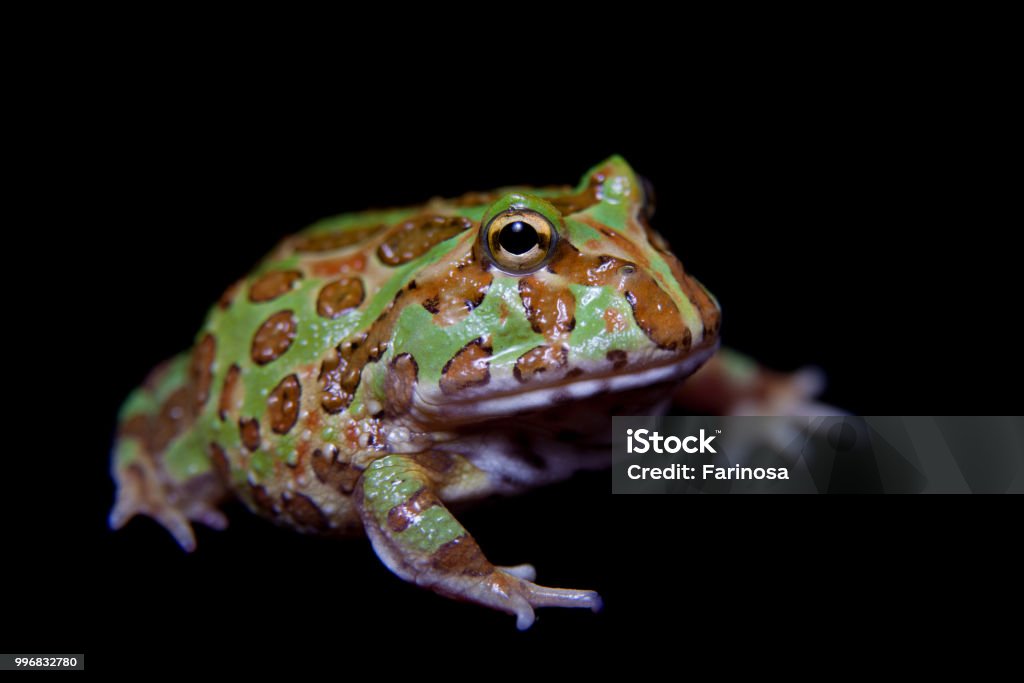 The chachoan horned frog isolated on black The chachoan horned frog, Ceratophrys cranwelli, isolated on black background Amphibian Stock Photo