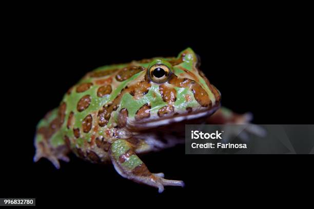 The Chachoan Horned Frog Isolated On Black Stock Photo - Download Image Now - Amphibian, Animal, Animal Wildlife