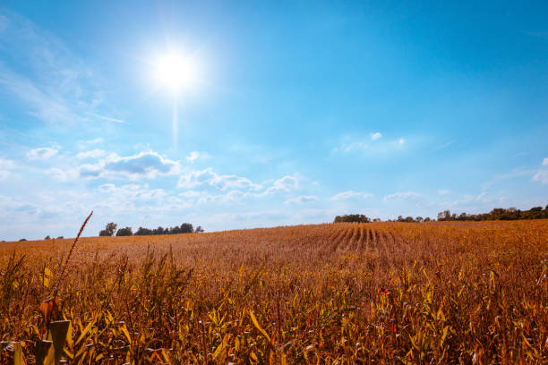Corn field under a blue sky with vapor trails. Corn is a new crop in Denmark and is normal used for feeding animals. As the climate changes the corn gets more and more popular