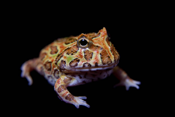 istock The chachoan horned frog isolated on black 996832922