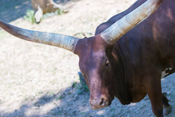 A view of a Buffalo in the wild