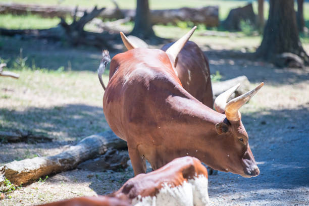 istock Longhorn cow in rural 996835730