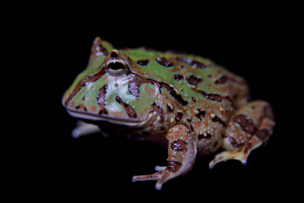 istock The Fantasy horned froglet isolated on black 996836078