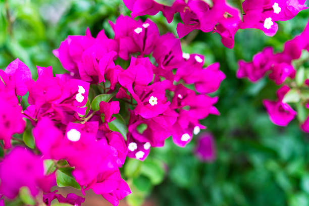 Bright Ping-Purple Summer Flower