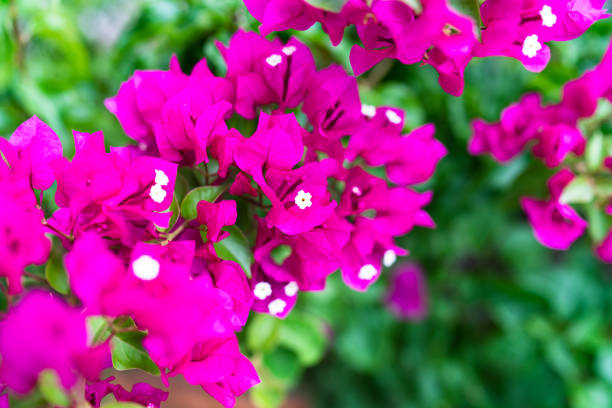 jasny ping-fioletowy letni kwiat - creative_commons zdjęcia i obrazy z banku zdjęć