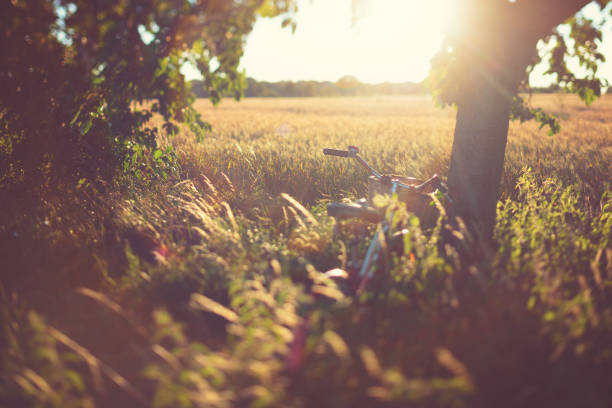 Red vintage bicycle in a meadow under cherry trees in sunset