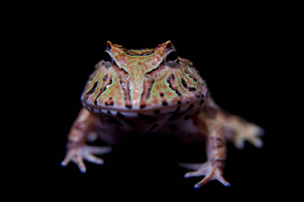 istock The Fantasy horned froglet isolated on black 996836368