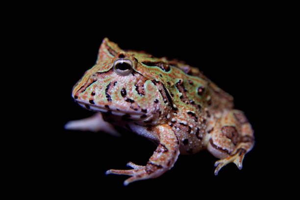 istock The Fantasy horned froglet isolated on black 996836398