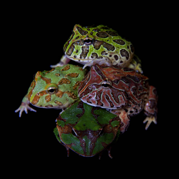 istock The pacman frogs isolated on black 996838810