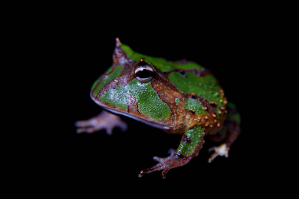 istock The Amazonian horned froglet isolated on black 996838938