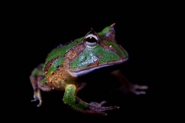 istock The Amazonian horned froglet isolated on black 996838990