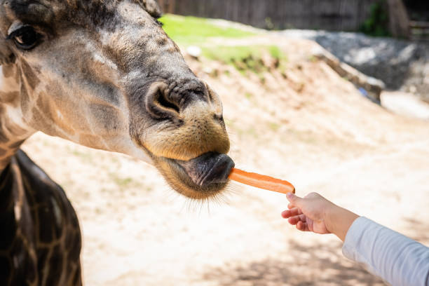istock a girl is feeding a giraffe 996839016