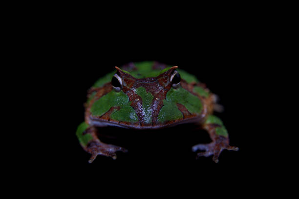 istock The Amazonian horned froglet isolated on black 996839040
