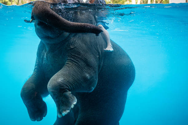 istock a baby elephant playing in water 996839322
