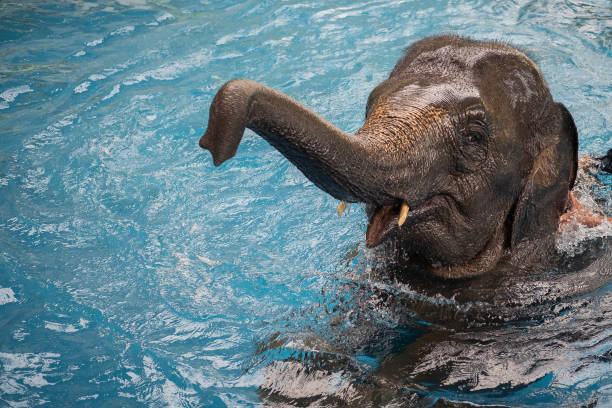 istock a baby elephant playing in water 996839328