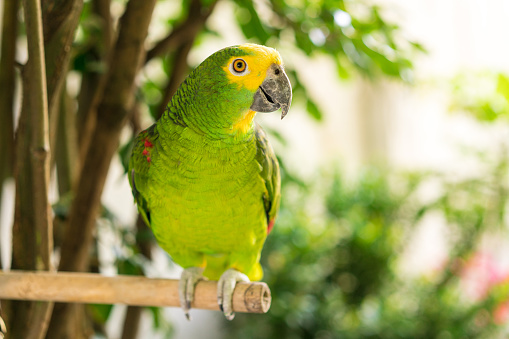 Green and Yellow Parakeet - Close up photograph of a standard green parakeet. Selective focus on the parakeet's head.