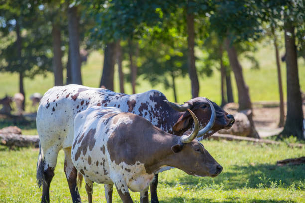 istock Longhorn cow in rural 996839684