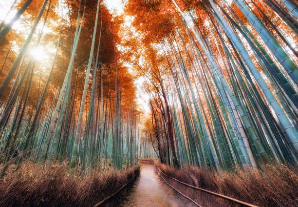 istock Walkway in autumn bamboo forest shady with sunlight at Arashiyama 996839744