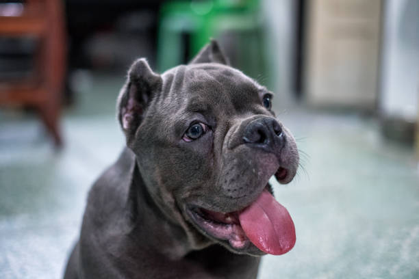 istock Dark grey bully breed puppy sitting with looking and hanging tongue 996839784