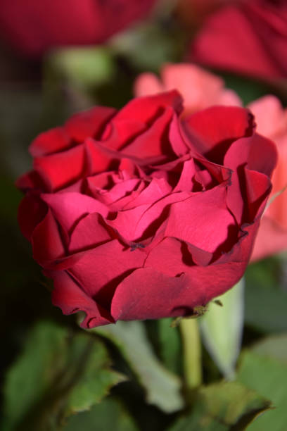 istock head of a rose in the light and shadow optics 996839982