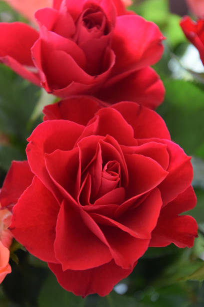 istock unusual representation of red roses in sharpness and appearance 996839992
