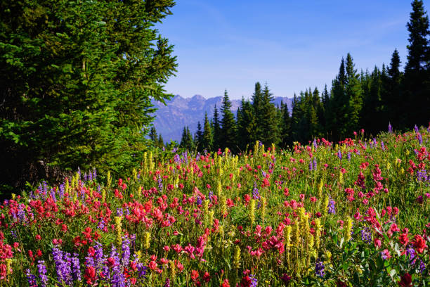 fleurs sauvages et montagnes gore range - wildflower flower colorado lupine photos et images de collection