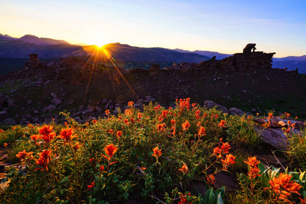 flores silvestres e montanhas gore gama - wildflower flower colorado lupine - fotografias e filmes do acervo