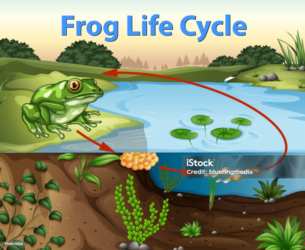 Science of Frog Life Cycle Science of Frog Life Cycle illustration Frog stock vector
