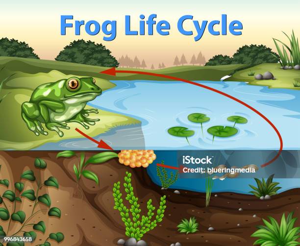 Science Of Frog Life Cycle Stock Illustration - Download Image Now - Frog, Life Cycle, Amphibian