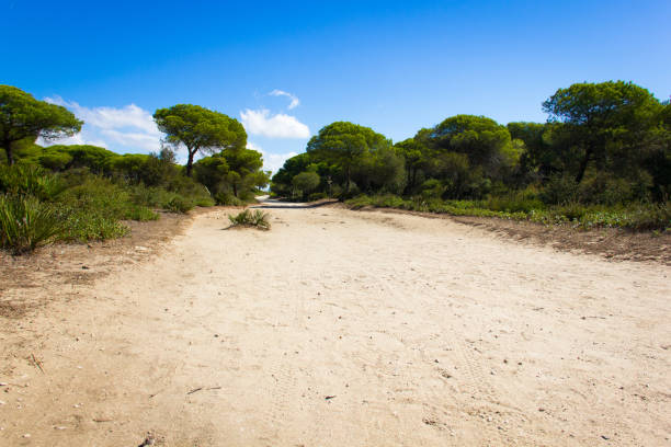 Beautiful sand path walk through pine trees forest on sunny day in La Brena and Barbate marshland Nature Park in Cadiz province, Andalusia