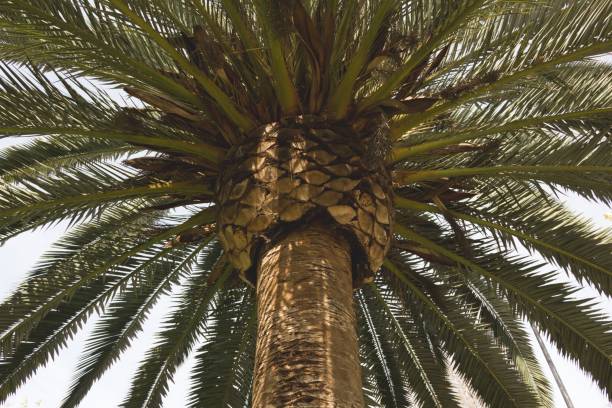 istock Top of palm tree trunk and green branches on perfect symmetrical shape 996847932