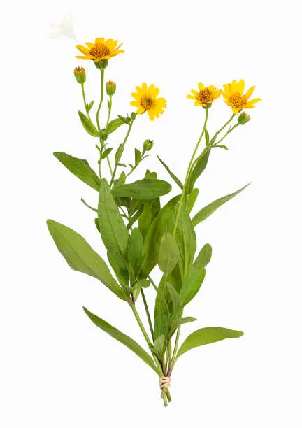 Arnica flower for alternative medicine, cosmetics, tea and cooking, isolated.