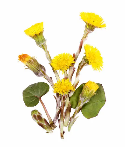 Coltsfoot flower for alternative medicine, cosmetics, tea and cooking, isolated.