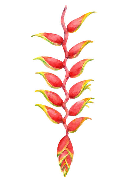 aquarell schönen heliconia blume. - heliconia stock-grafiken, -clipart, -cartoons und -symbole