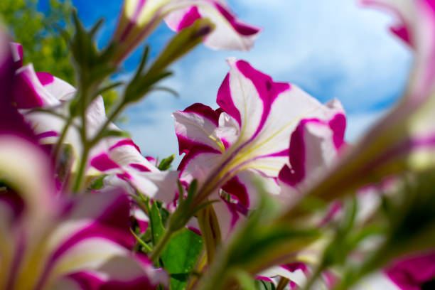 istock Looking Up at Flowers 1 996850798
