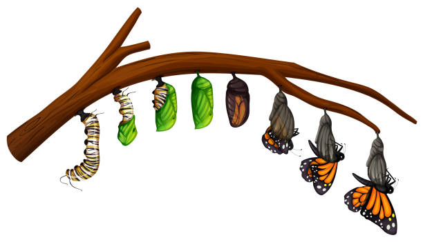 A Set of Butterfly Life Cycle A Set of Butterfly Life Cycle illustration egg to caterpillar stock illustrations