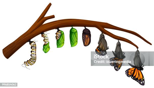 A Set Of Butterfly Life Cycle Stock Illustration - Download Image Now - Butterfly - Insect, Change, Cocoon - Animal Stage