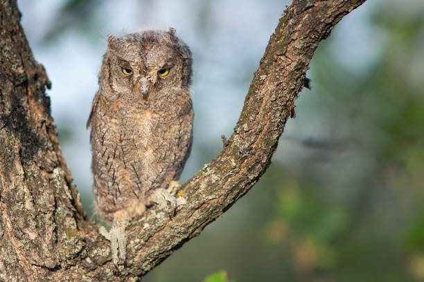 istock Young European scops owl (Otus scops) sitting on a branch 996860092