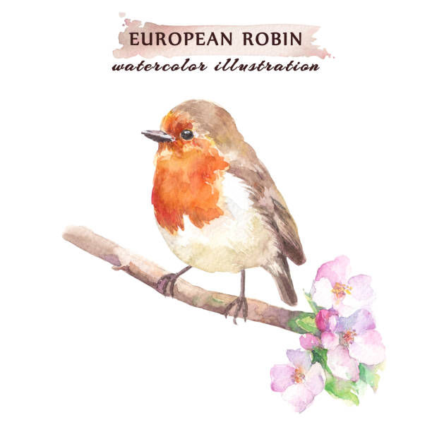 rotkehlchen ein vogel auf die kirschblüte zweig. - rotkehlchen stock-grafiken, -clipart, -cartoons und -symbole