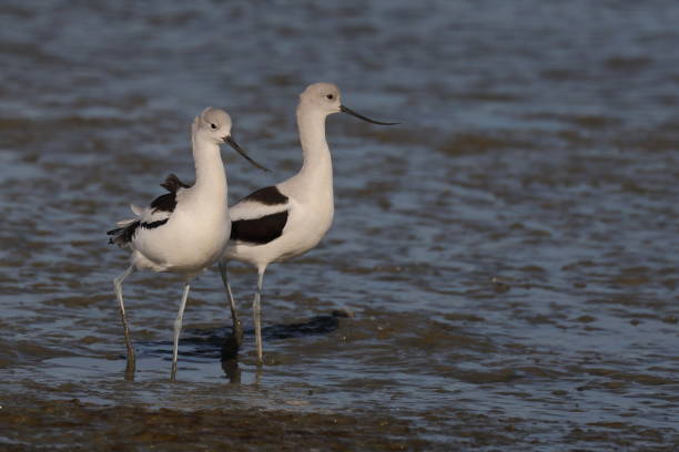 istock Two American Avocets strolling along the beach 996865268