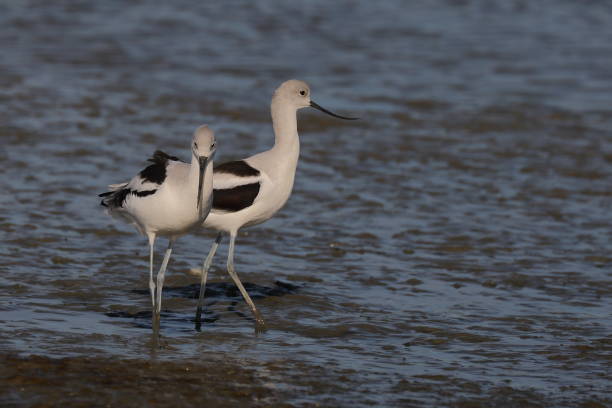 istock Two American Avocets strolling along the beach 996865336