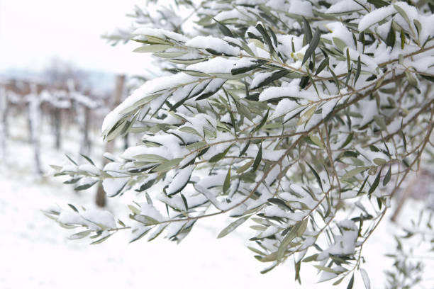 snow on olive tree stock photo