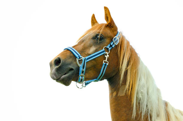 istock Arabian pinto horse head isolated on white background 996872088