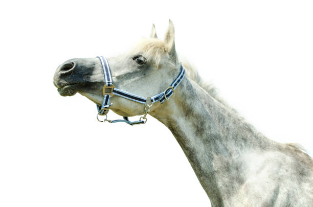 istock Arabian horse head isolated on white background - white horse 996872112