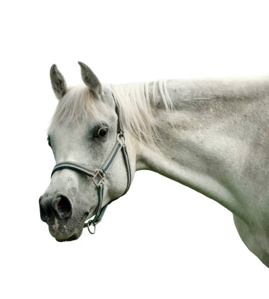 istock Arabian horse head isolated on white background - white horse 996872124