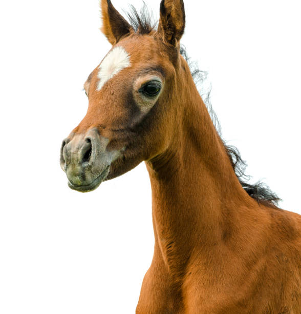 istock Arabian horse head isolated on white background - foal portrait 996872386