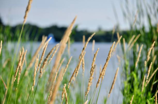 Summertime on the lake. Blossoming grass and blurry sailboat in the background. Blooming grasses in the foreground, Blurry sailboat in the background. Elk Grove Village, Busse Woods. illinois nature stock pictures, royalty-free photos & images