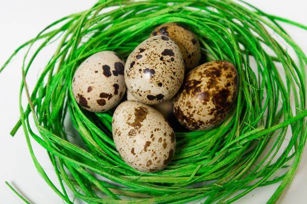 Green nest with quail eggs Green nest with quail eggs on the white background proteína stock pictures, royalty-free photos & images